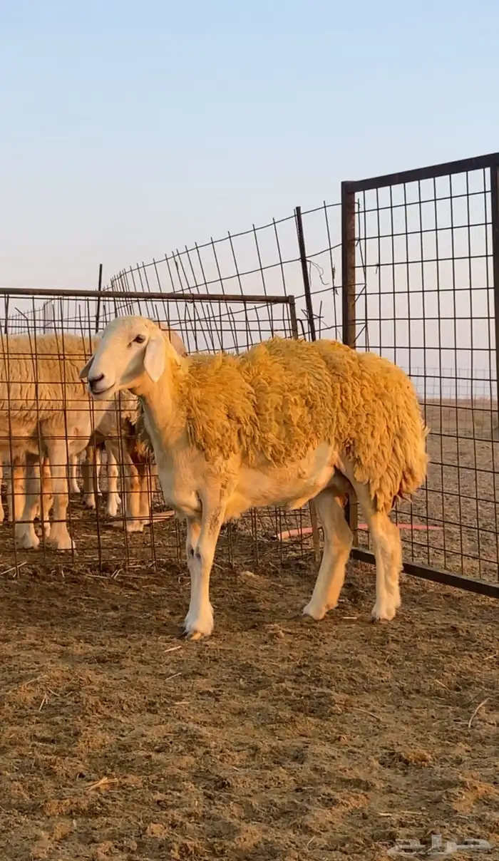 رخال صنف للبيع 3