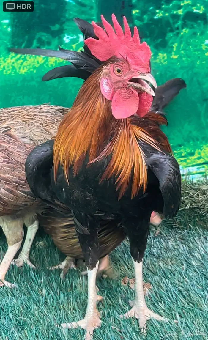 دجاج عربي اصيل ترثه سلالة نقية الدم 6