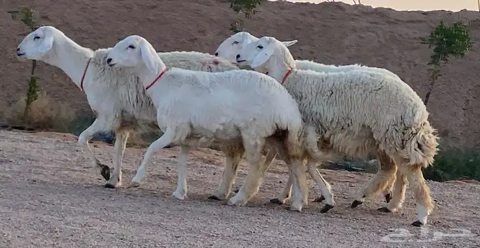 حريات صنف منوة ألقاني(تم البيع) 0