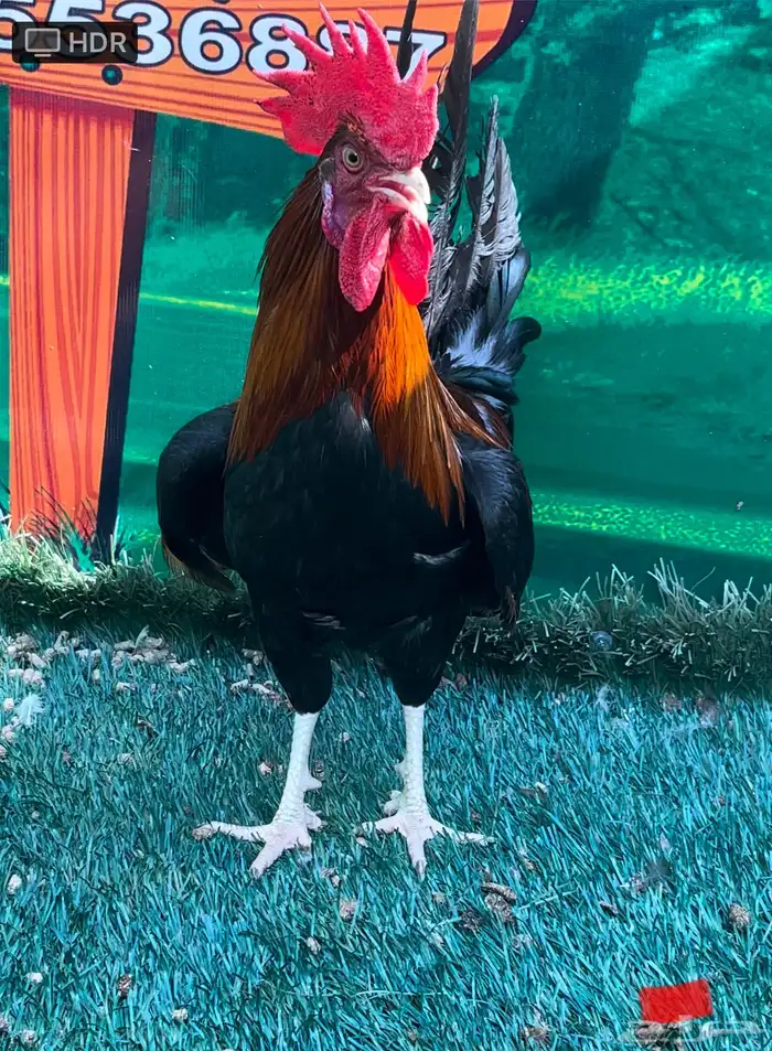 دجاج عربي اصيل ترثه سلالة نقية الدم 7