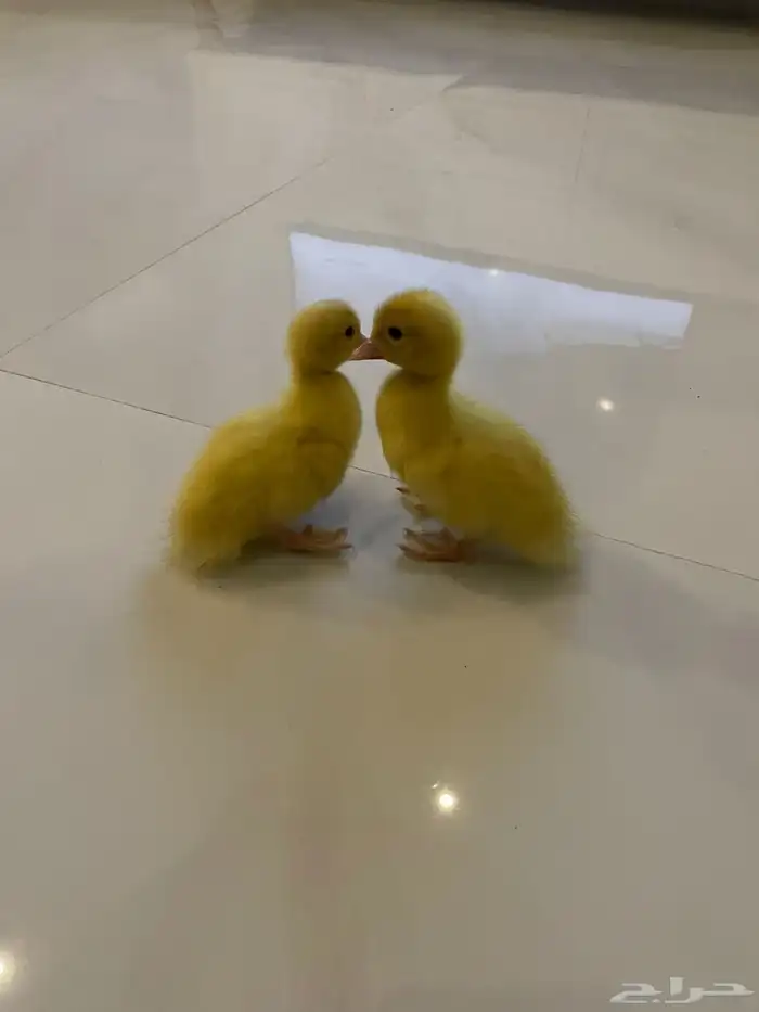 صوص بط مصري 1