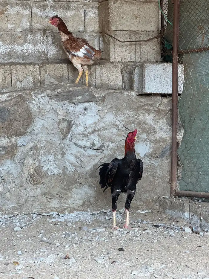 دجاج باكستاني 3
