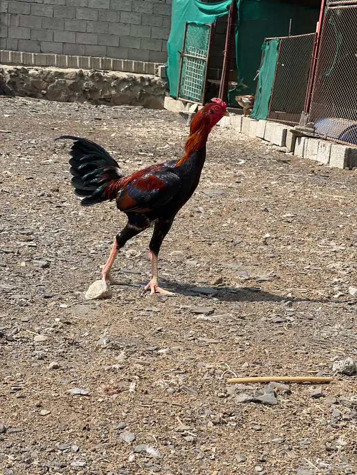 دجاج باكستاني 1