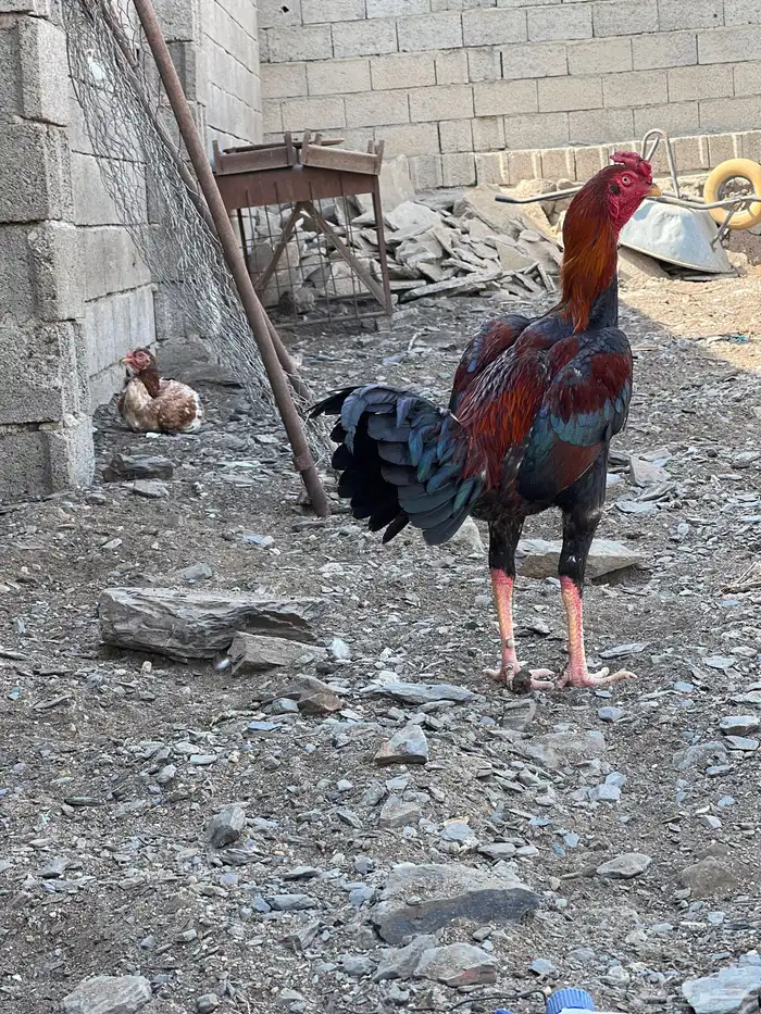 دجاج باكستاني 0