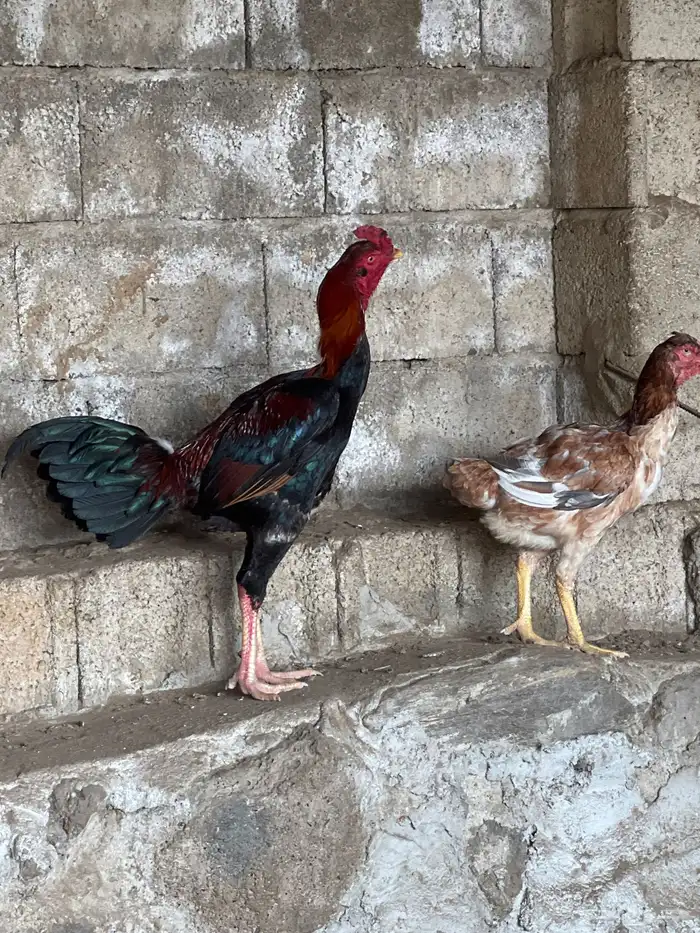 دجاج باكستاني 4