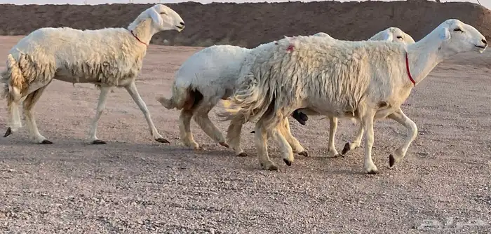 حريات صنف منوة ألقاني(تم البيع) 1