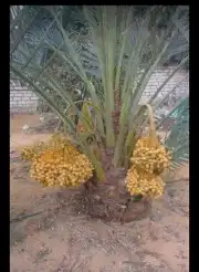 يوجد لدينا جميع أنواع النخيل المثمرة وزينه 1