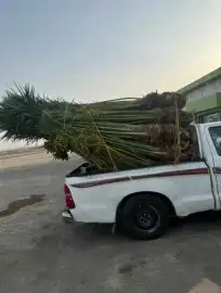 يوجد لدينا جميع أنواع النخيل المثمرة وزينه 2