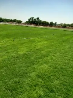 نجيل طبيعي 3