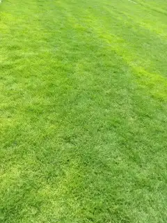 نجيل طبيعي 2