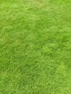 نجيل طبيعي 0