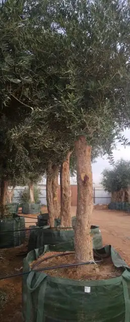 اشجار كميات كبيره 3