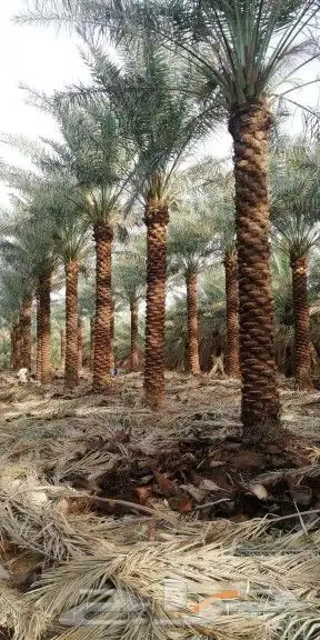 يوجد لدينا جميع أنواع النخيل المثمرة وزينه 11