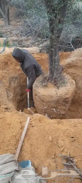 اشجار كميات كبيره 1