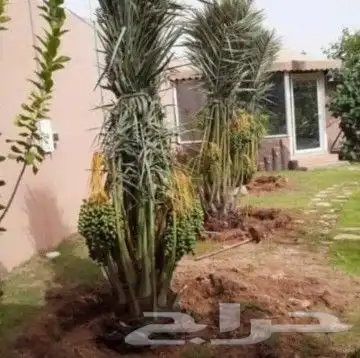 يوجد لدينا جميع أنواع النخيل المثمرة وزينه 9