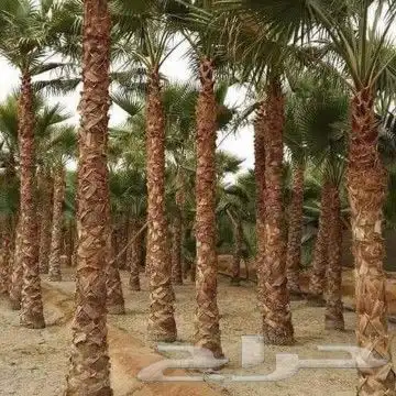 يوجد لدينا جميع أنواع النخيل المثمرة وزينه 12