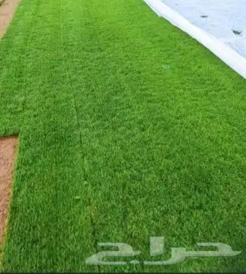 ثيل طبيعي C2000 جوده عاليه جدا مع شبكات الري الحديثه 2