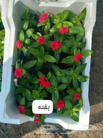 ثيل طبيعي C2000 جوده عاليه جدا مع شبكات الري الحديثه 4