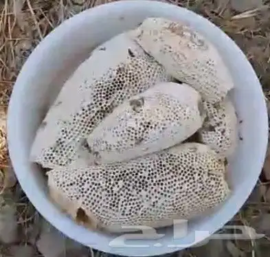 عسل سدر الموسم الحالي.1446 1