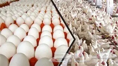 مطلوب حظائر دجاج بياض   او لاحم للايجار 0