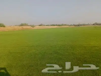 نجيل طبيعي 9