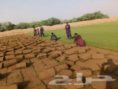 نجيل طبيعي 4