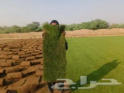 نجيل طبيعي 1