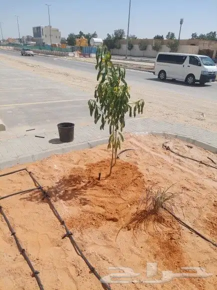 ثيل طبيعي C2000 جوده عاليه جدا مع شبكات الري الحديثه 19