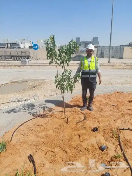 ثيل طبيعي C2000 جوده عاليه جدا مع شبكات الري الحديثه 23