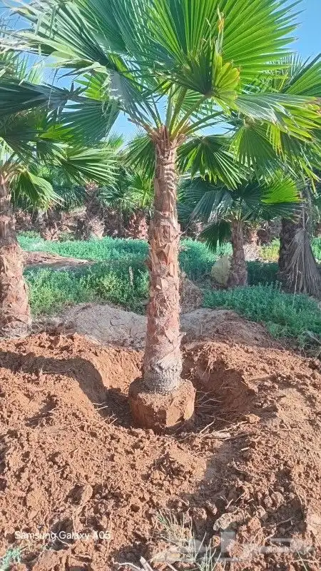 يوجد لدينا جميع أنواع النخيل المثمرة وزينه 10