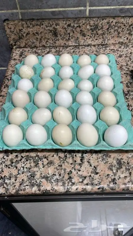 دجاج 1