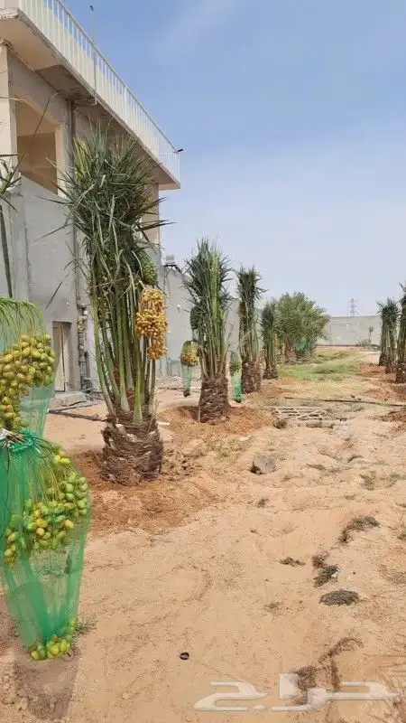 يوجد لدينا جميع أنواع النخيل المثمرة وزينه 3