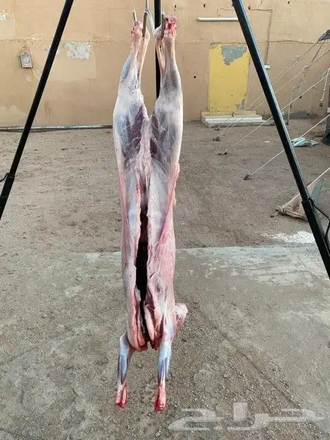 معلم مشويات خارجي متنقل نأتيكم حيثما كنتم في الرياض وضواحيها 2