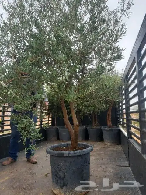 اشجار كميات كبيره 4