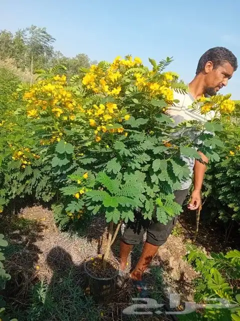 اشجار ندره ومتنوعة وجميع المقسات ولحجام اتصل نوصل في اسرع 0
