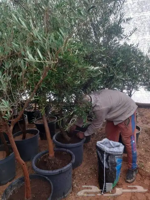اشجار كميات كبيره 6