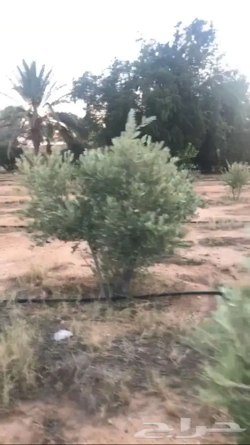 شجر زيتون للبيع مثمر نيبالي وجميع الانواع والاحجام 3