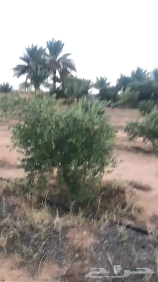 شجر زيتون للبيع مثمر نيبالي وجميع الانواع والاحجام 4