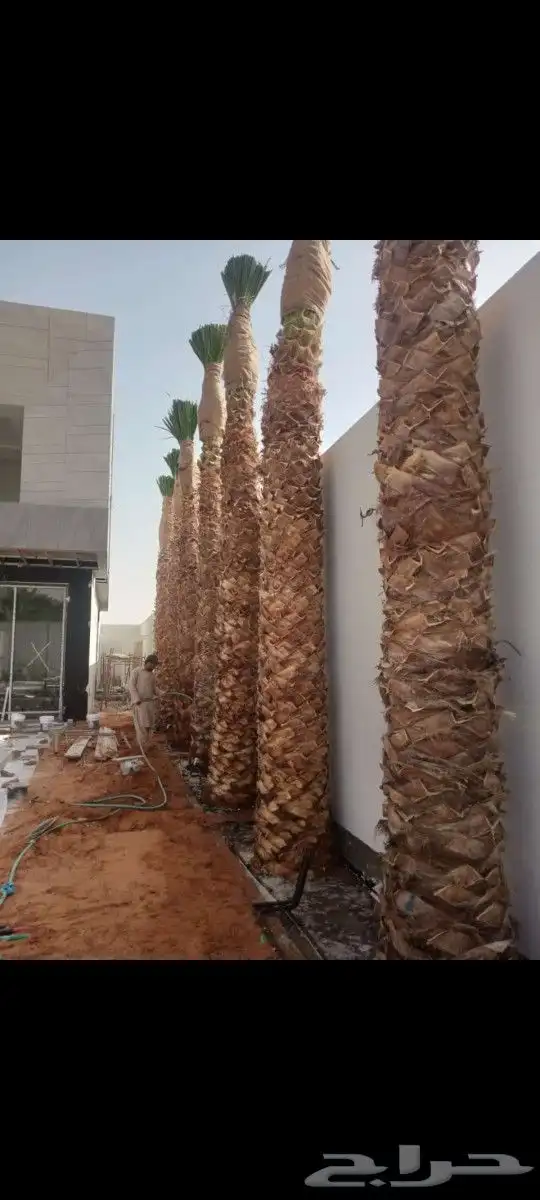 نقوم بتوريدوزراعه جميع انواع النخيل 6