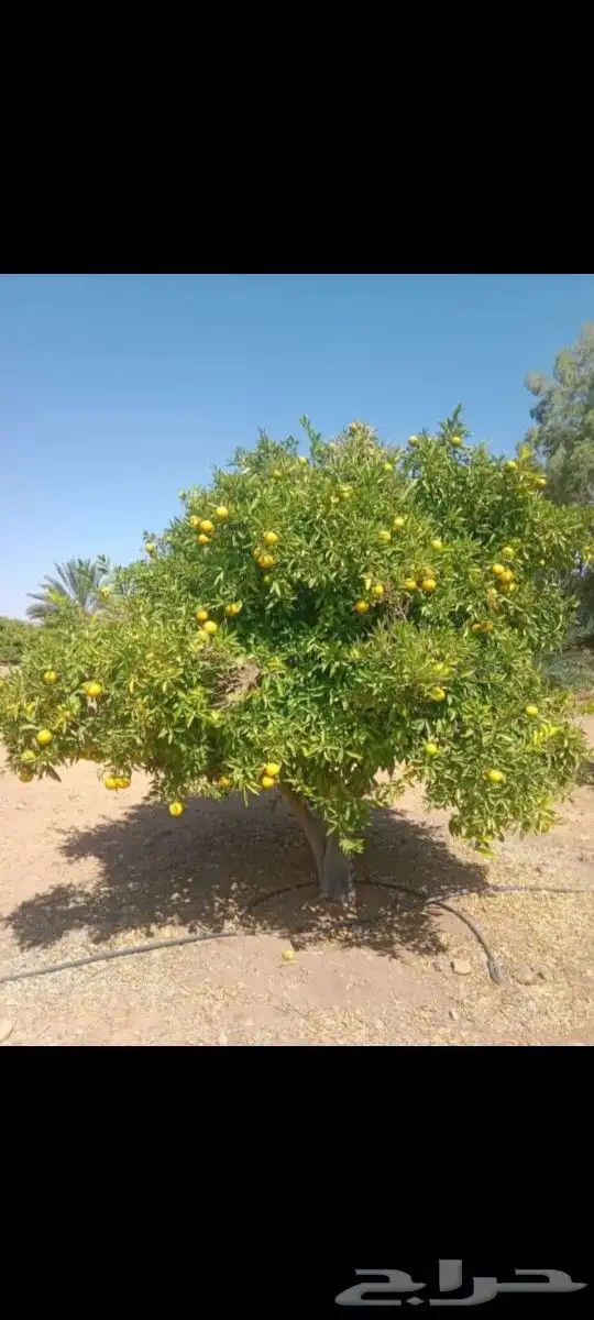 نقوم بتوريدوزراعه جميع انواع النخيل 3