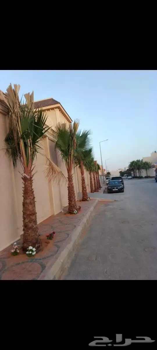 نقوم بتوريدوزراعه جميع انواع النخيل 8