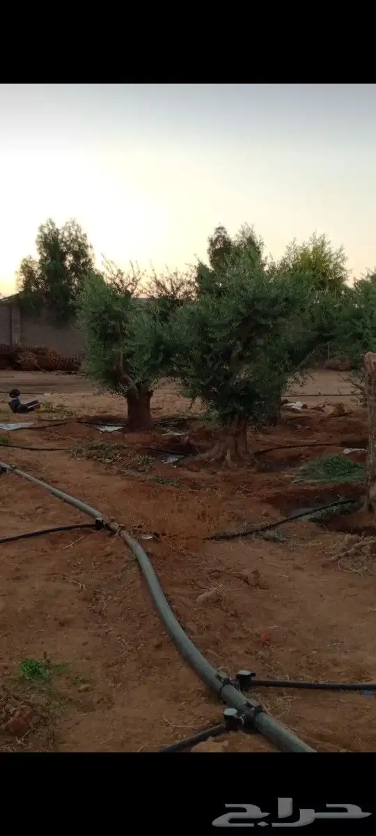نقوم بتوريدوزراعه جميع انواع النخيل 9
