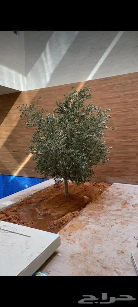 نقوم بتوريدوزراعه جميع انواع النخيل 1