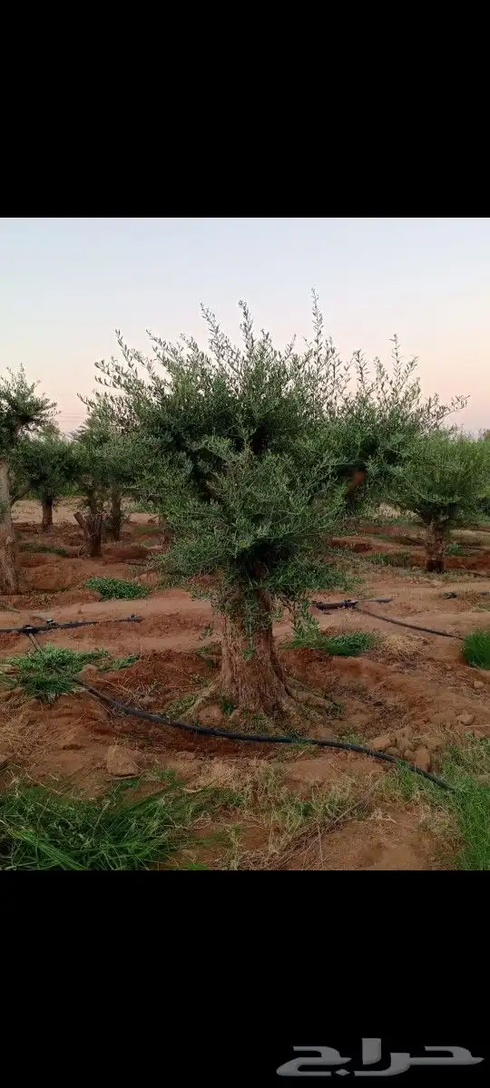 نقوم بتوريدوزراعه جميع انواع النخيل 7