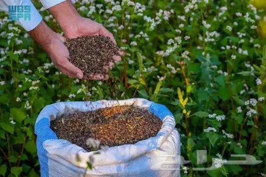 الحنطة السوداء. بلدي انتاج عضوي 2