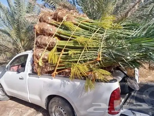 يوجد لدينا جميع أنواع النخيل المثمرة وزينه 5