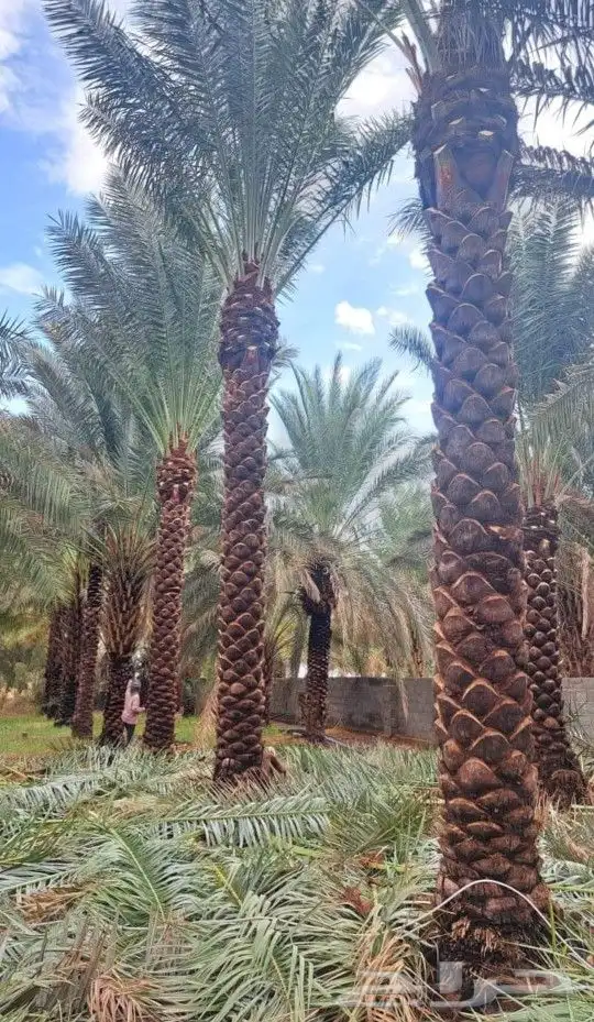 نقوم بتوريدوزراعه جميع انواع النخيل 0