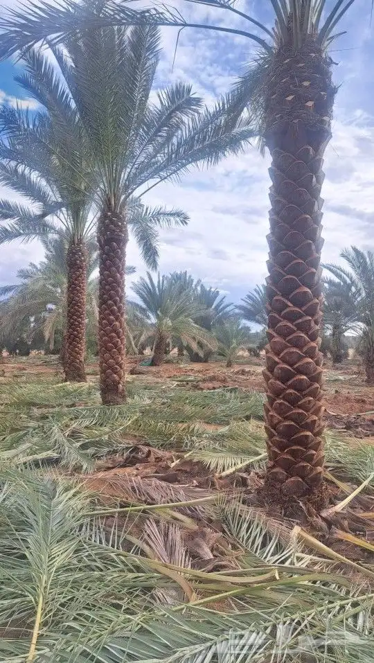 نقوم بتوريدوزراعه جميع انواع النخيل 4