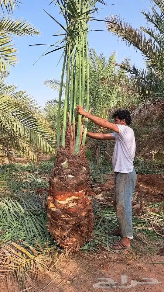 يوجد لدينا جميع أنواع النخيل المثمرة وزينه 4