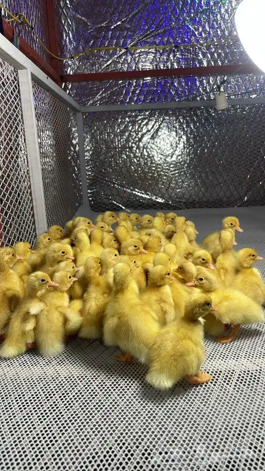 صيصان بط بكيني سوبر جانبو 1